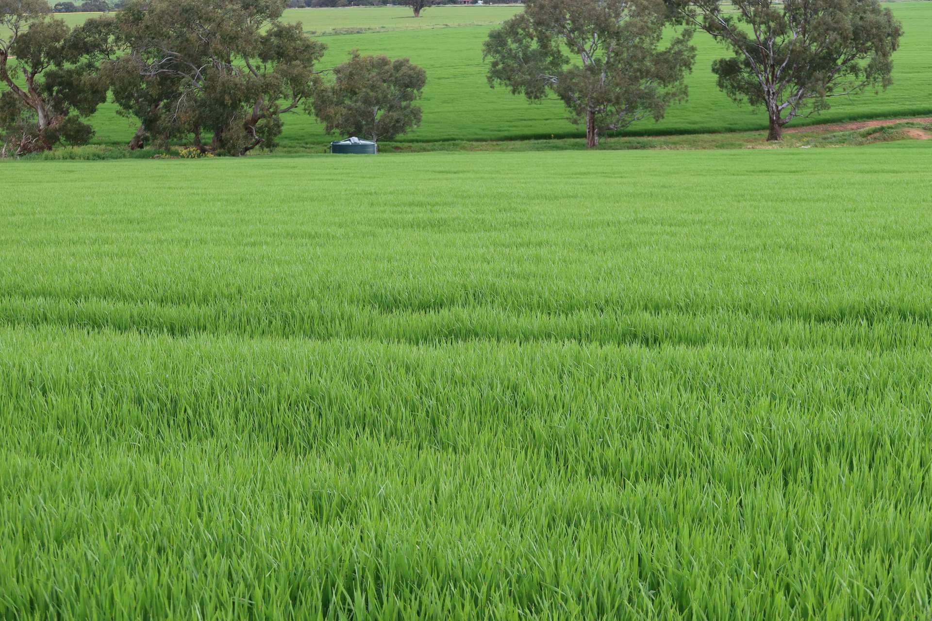 261 Borgas Road, Booleroo Centre For Sale by Farmbuy.com - image 7