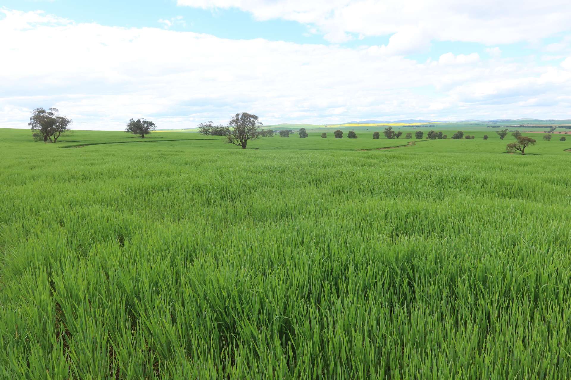 261 Borgas Road, Booleroo Centre For Sale by Farmbuy.com - image 2