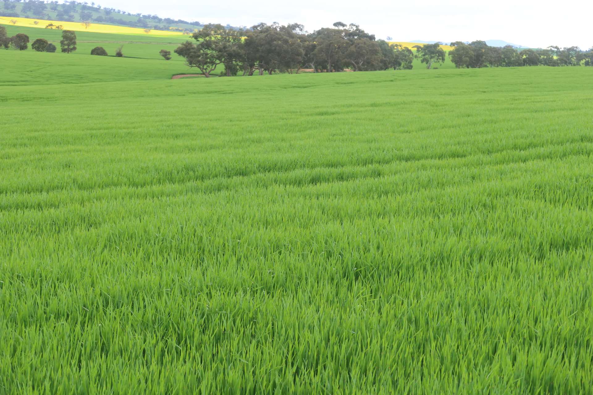 261 Borgas Road, Booleroo Centre For Sale by Farmbuy.com - image 6