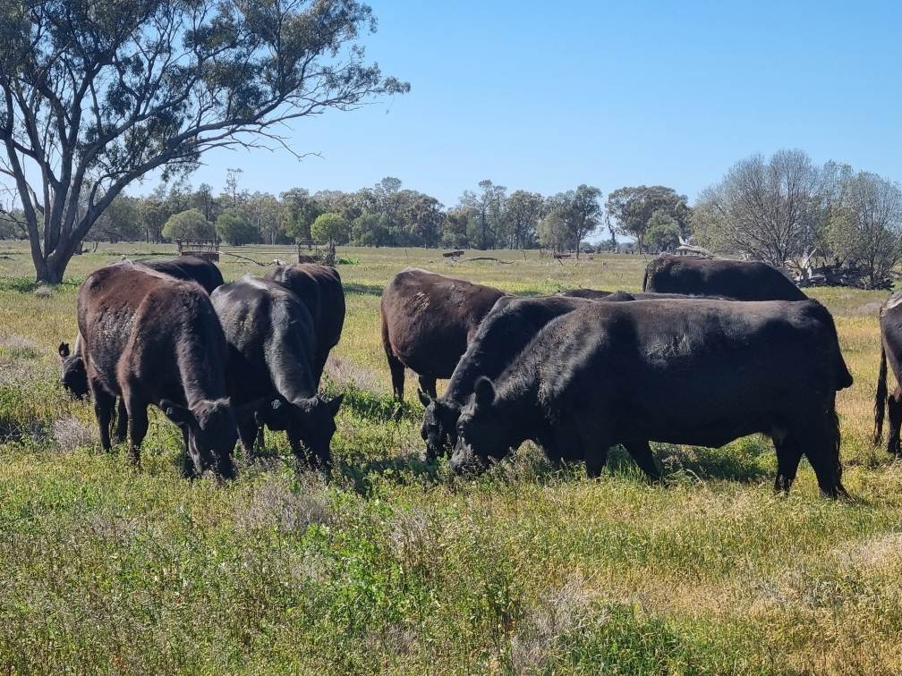 Sandy Camp Road, Quambone For Sale by Farmbuy.com - image 14