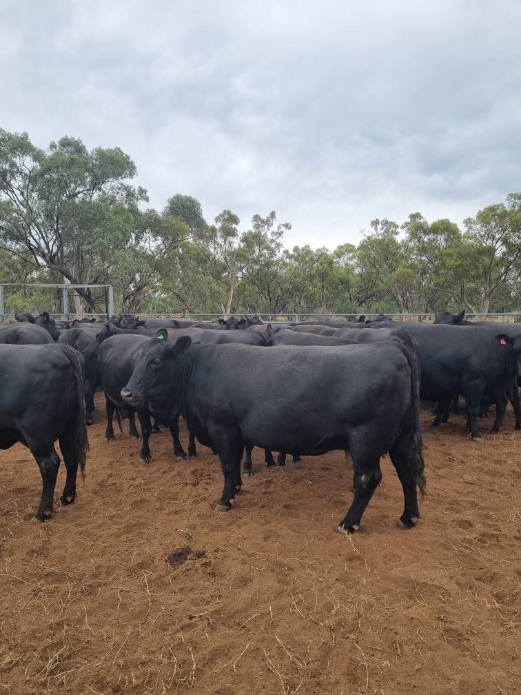 Sandy Camp Road, Quambone For Sale by Farmbuy.com - image 24