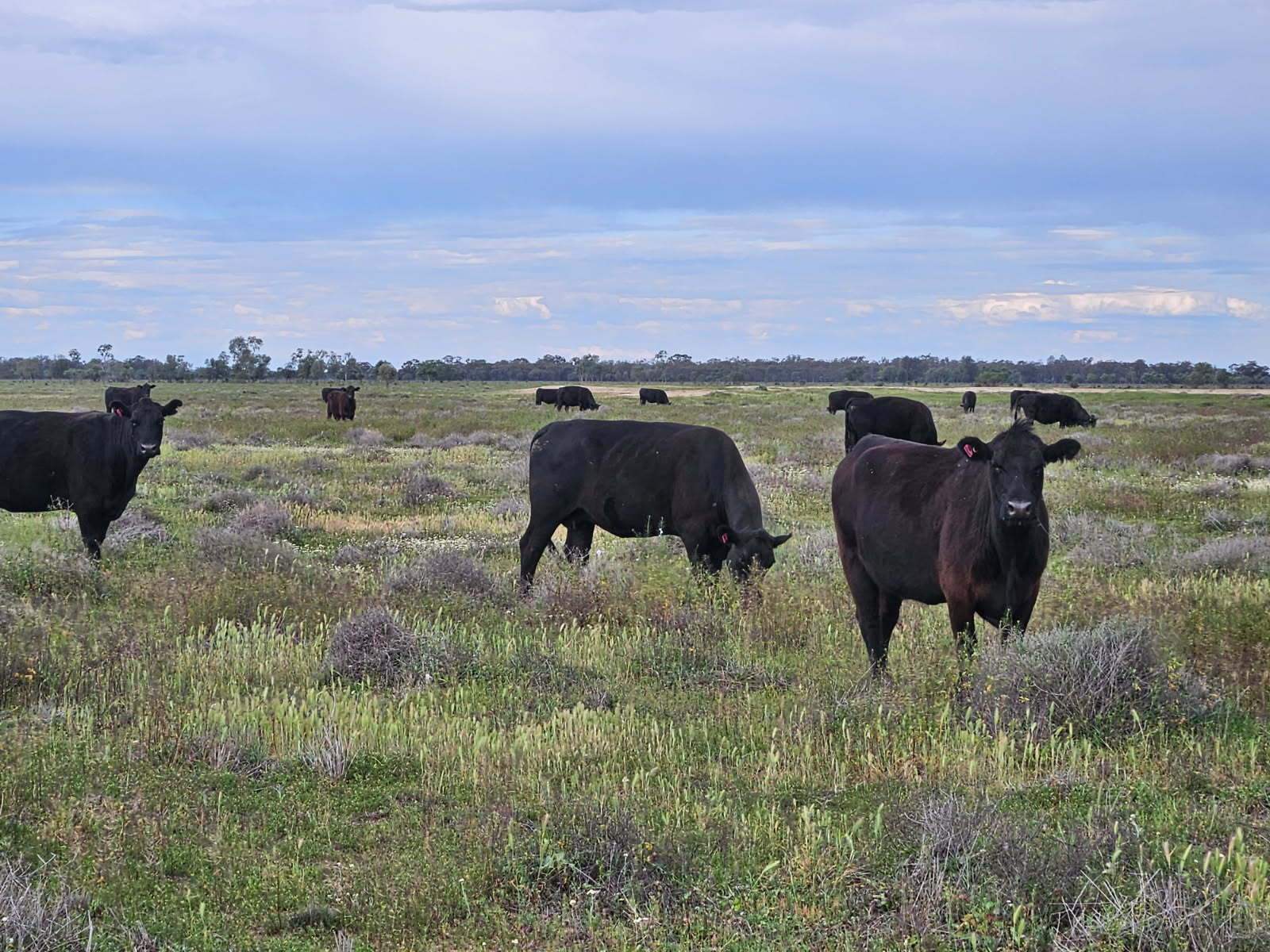 Sandy Camp Road, Quambone For Sale by Farmbuy.com - image 10