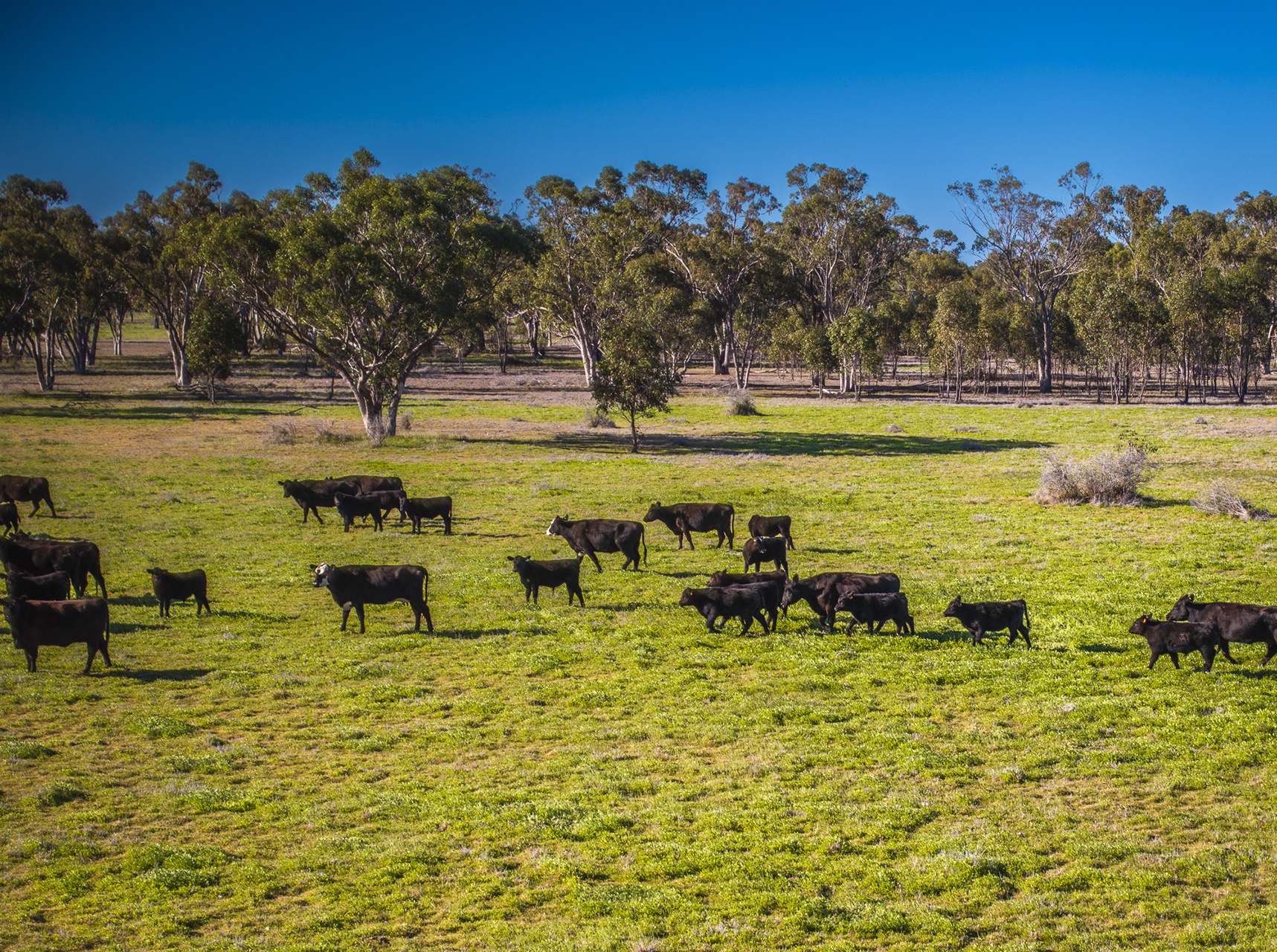 Sandy Camp Road, Quambone For Sale by Farmbuy.com - image 35