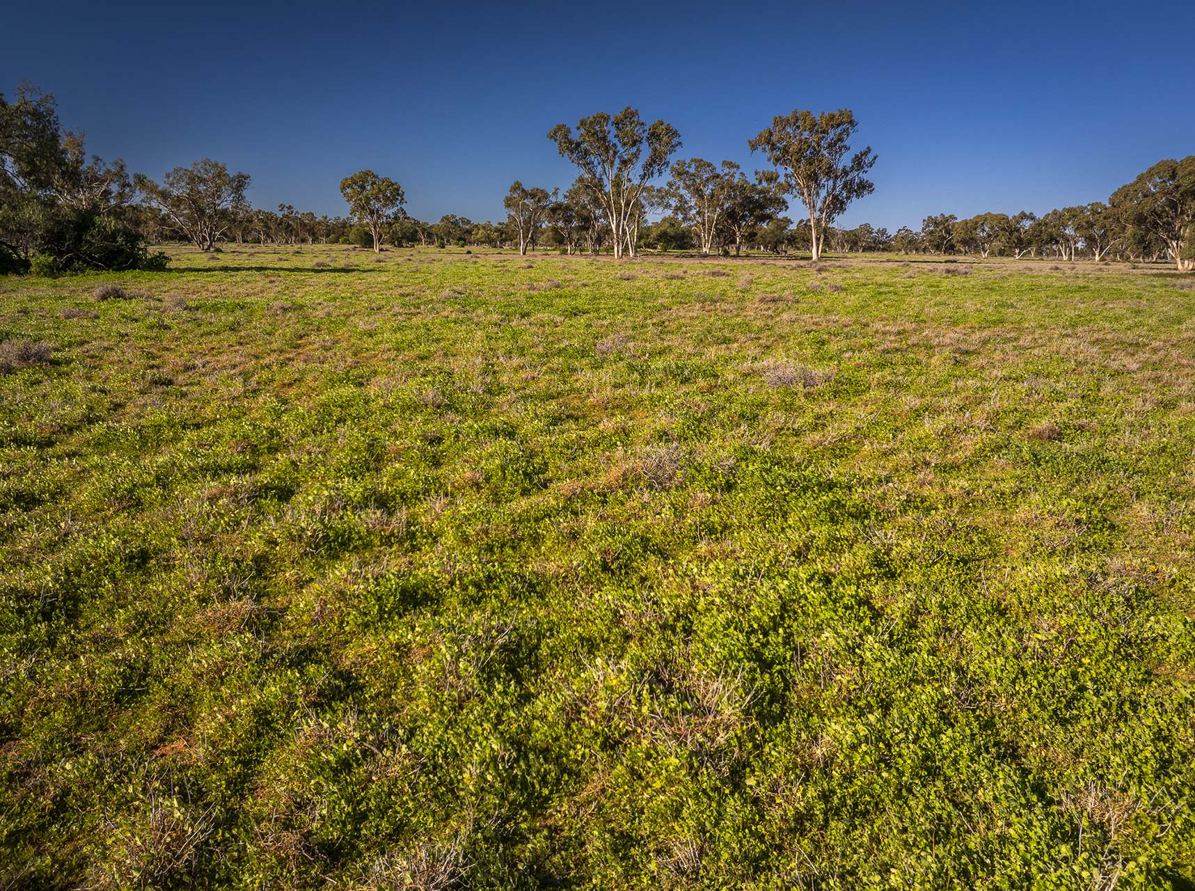 Sandy Camp Road, Quambone For Sale by Farmbuy.com - image 34