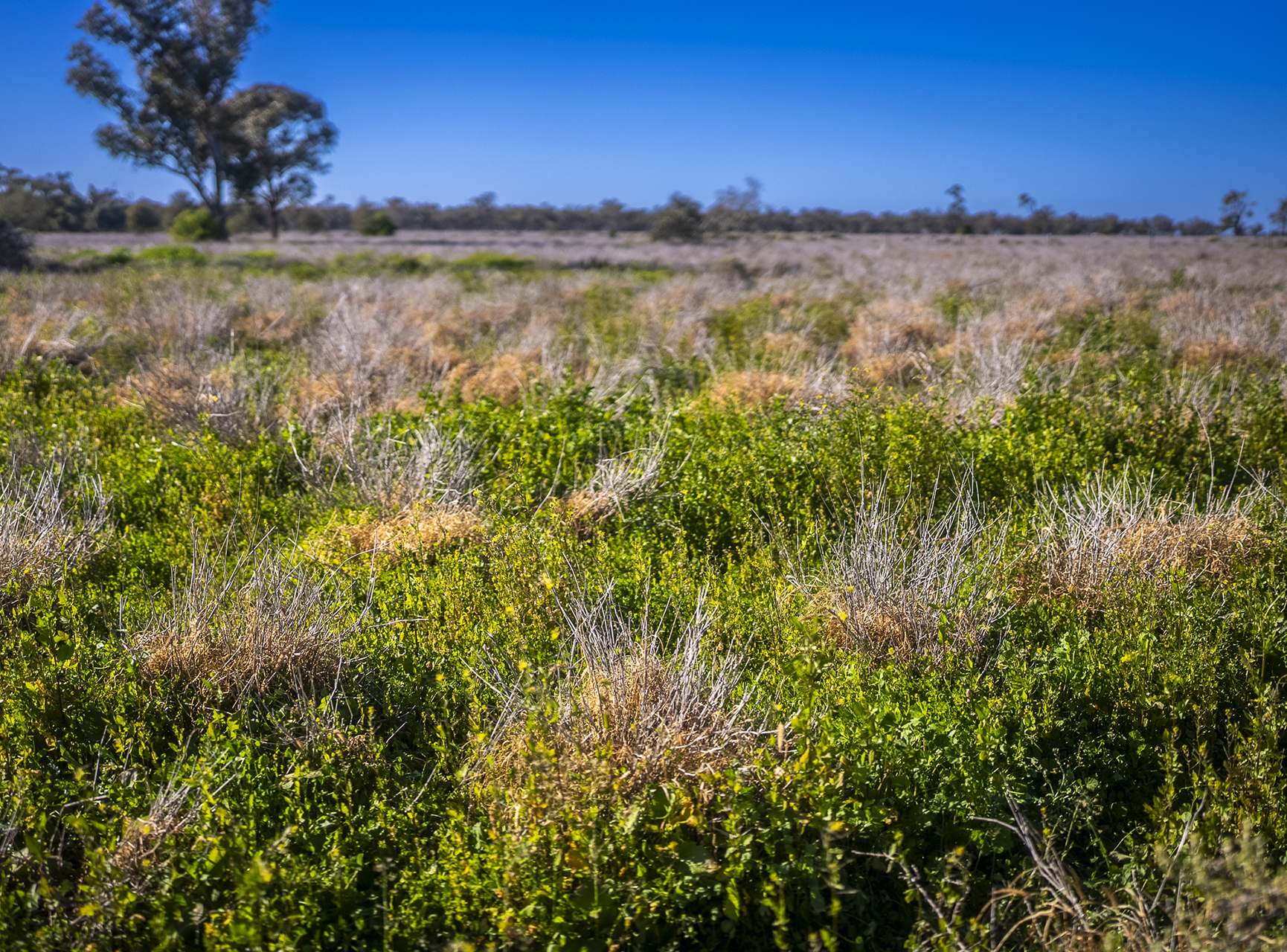 Sandy Camp Road, Quambone For Sale by Farmbuy.com - image 13