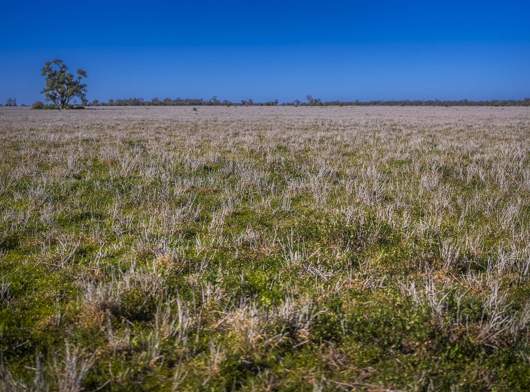 Sandy Camp Road, Quambone For Sale by Farmbuy.com - image 32