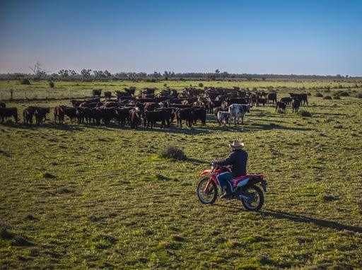 Farm For Sale - NSW - Quambone - 2831 - Premium Mixed Grazing & Farming Aggregation 