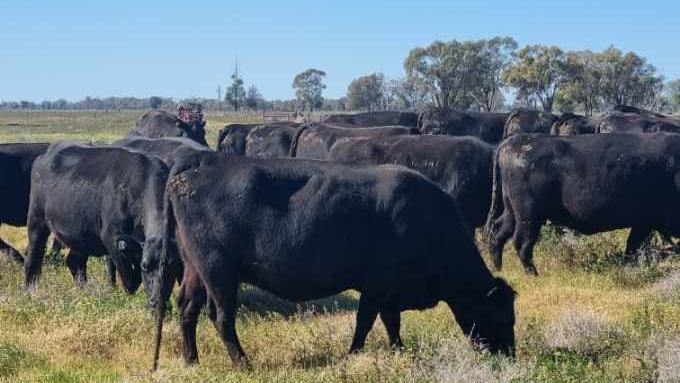 Sandy Camp Road, Quambone For Sale by Farmbuy.com - image 15