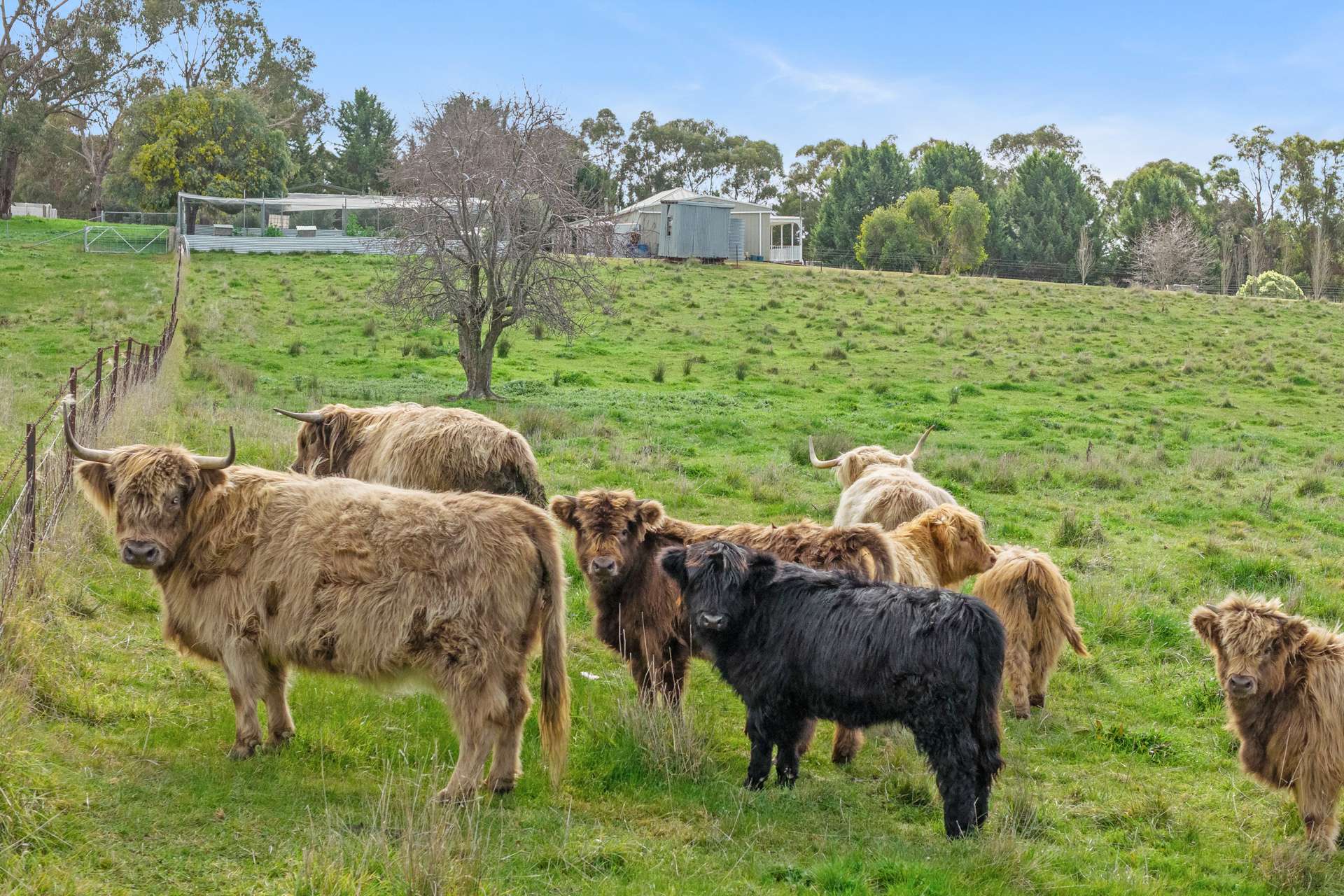 1 Burke Street, Lyndhurst For Sale by Farmbuy.com - image 20