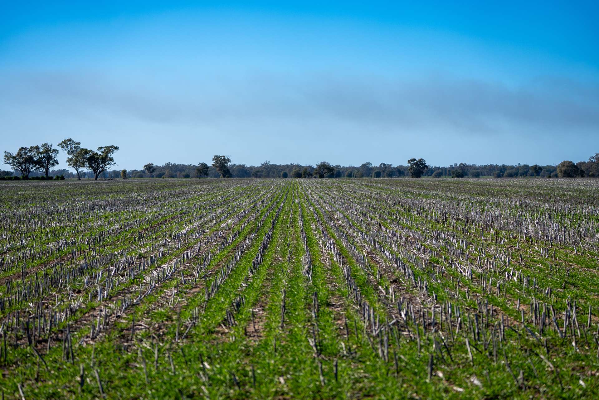 Berragoon, 647 Stokes Road, Collie For Sale by Farmbuy.com - image 6