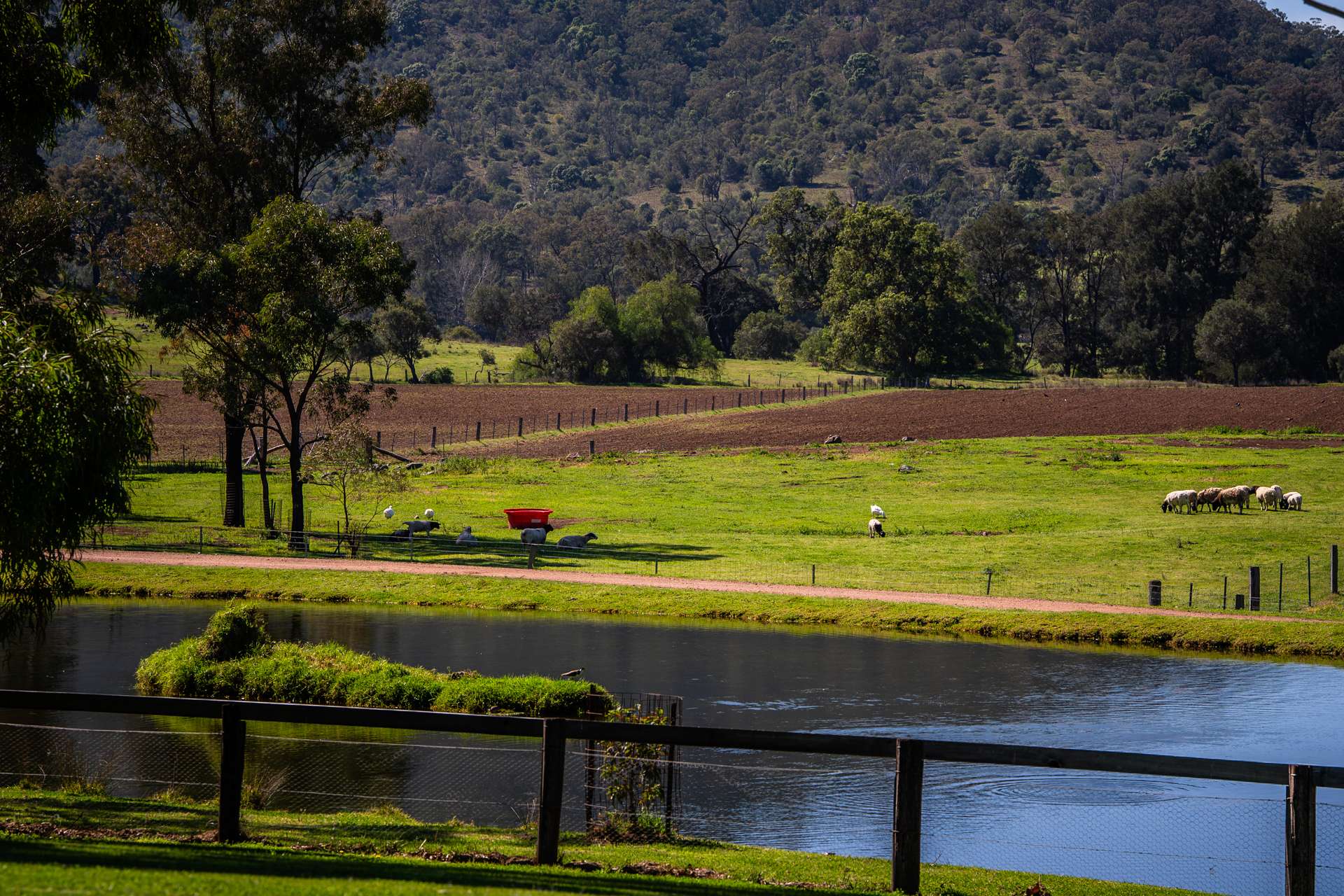 30 Wells Gully Road, McCullys Gap For Sale by Farmbuy.com - image 14