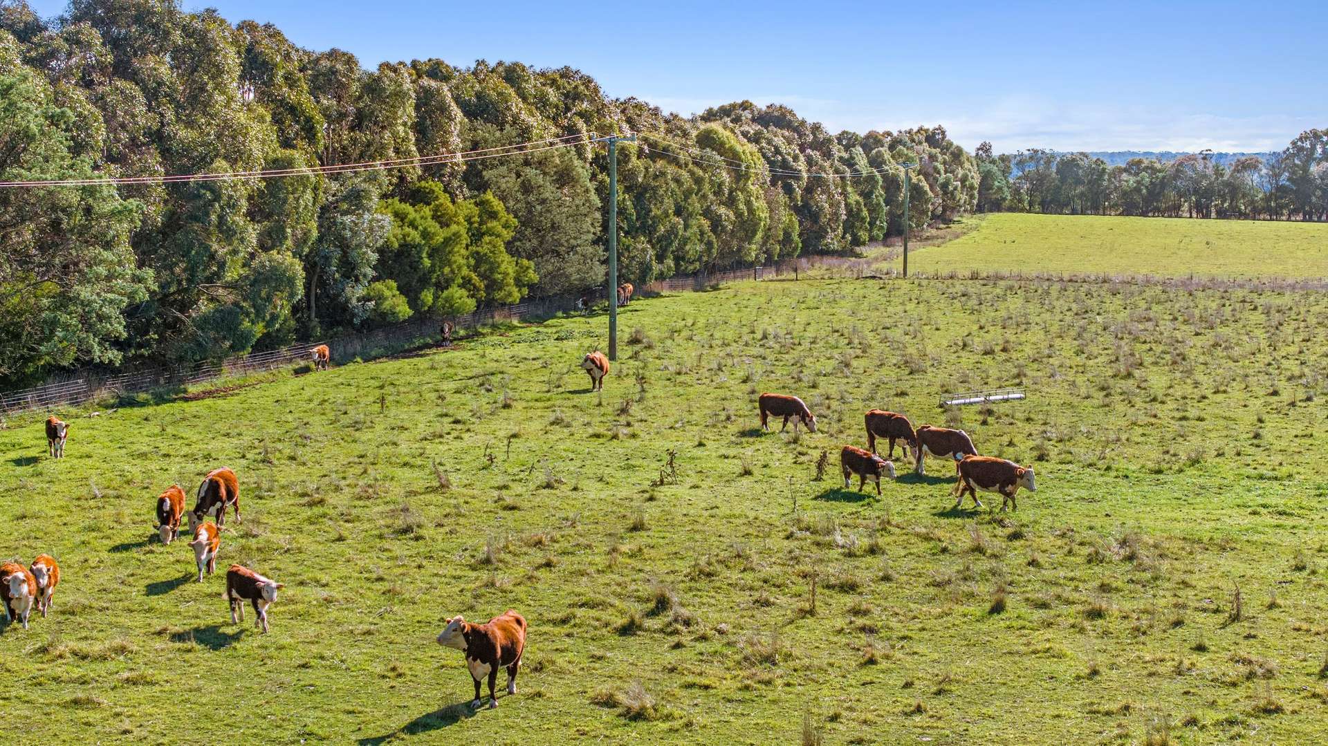 8 Gullen Flats Road, Bannister Via, Goulburn For Sale by Farmbuy.com - image 8