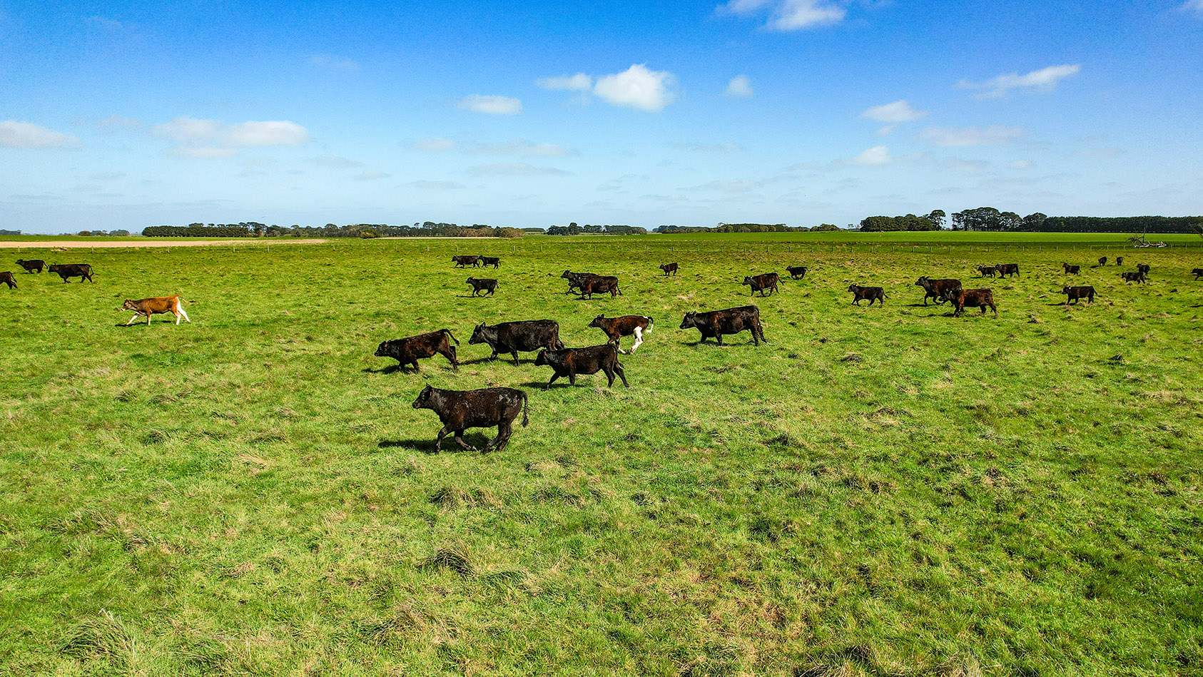 Lot 2,  Warrong Siding Road & Custs Road, Warrong For Sale by Farmbuy.com - image 17