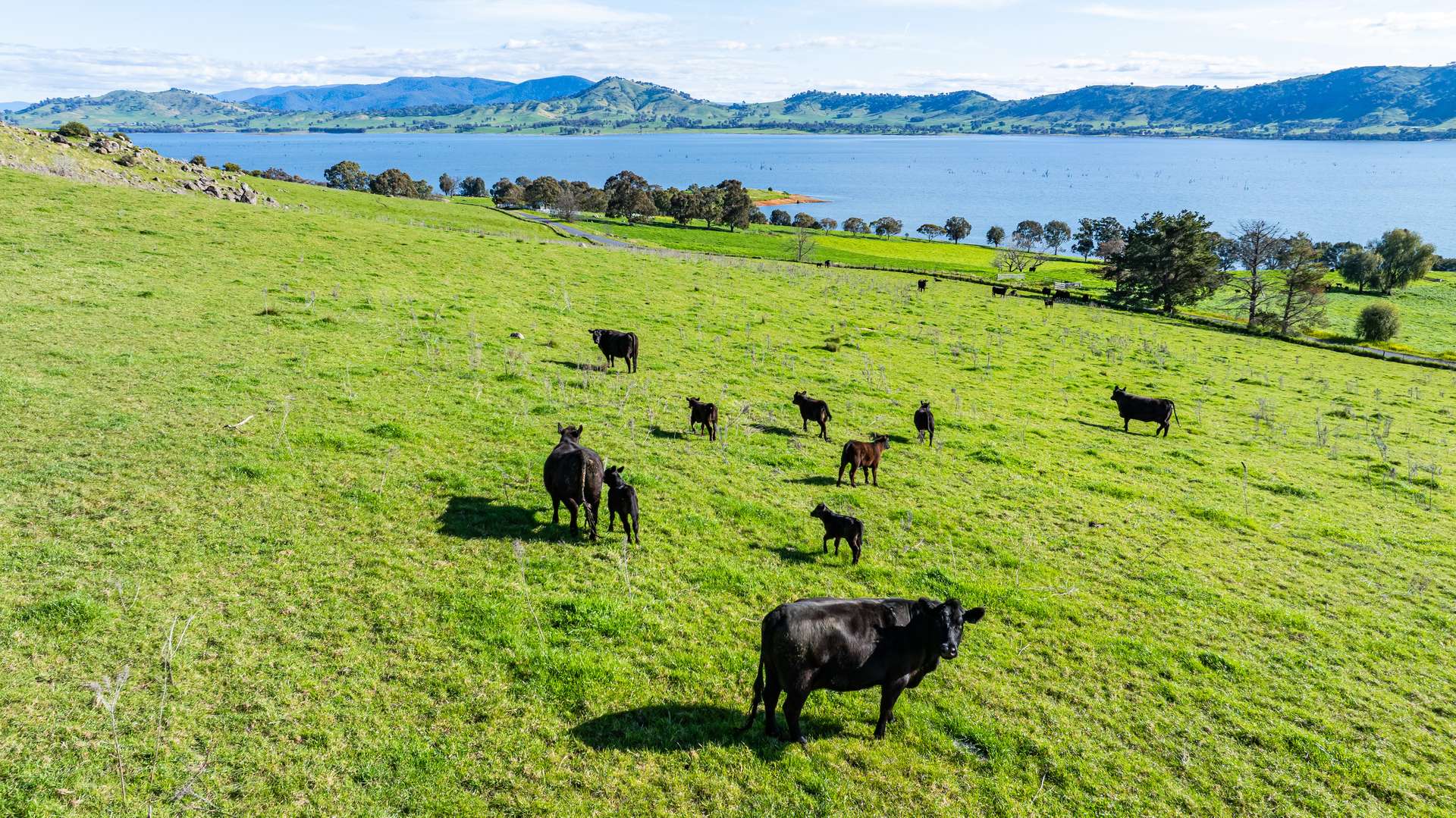 1080 Lake Road, Bethanga For Sale by Farmbuy.com - image 1