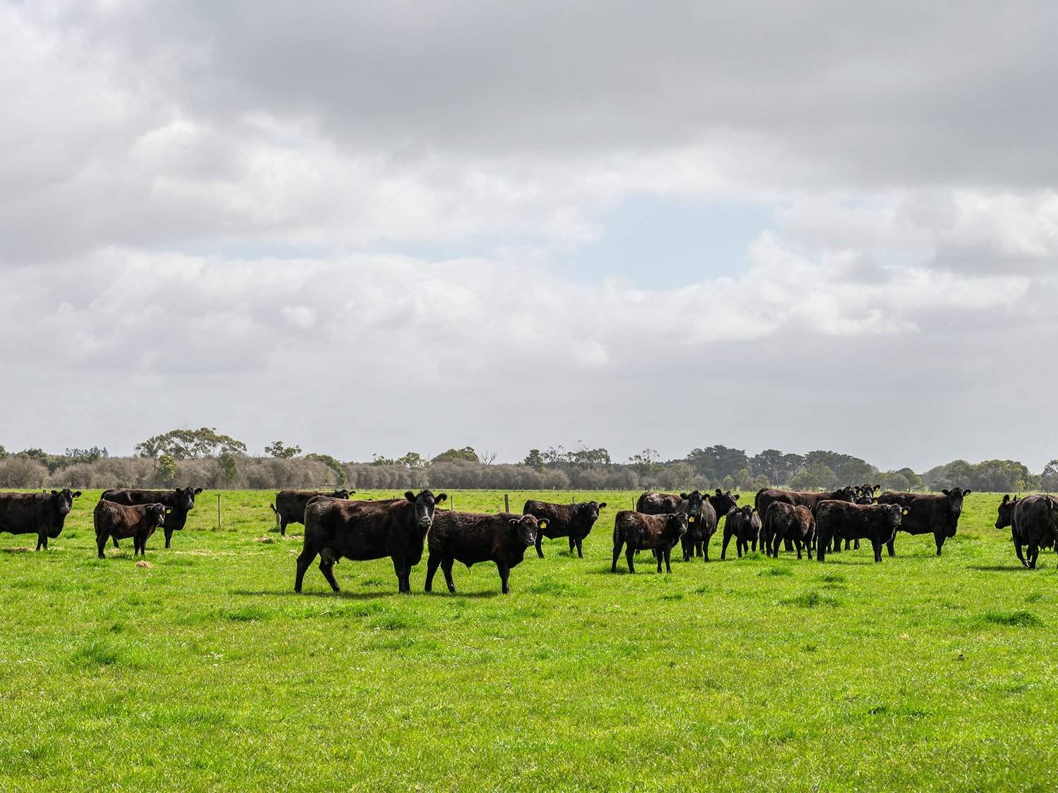 - Bond Street, Heywood Auction by Farmbuy.com - image 9