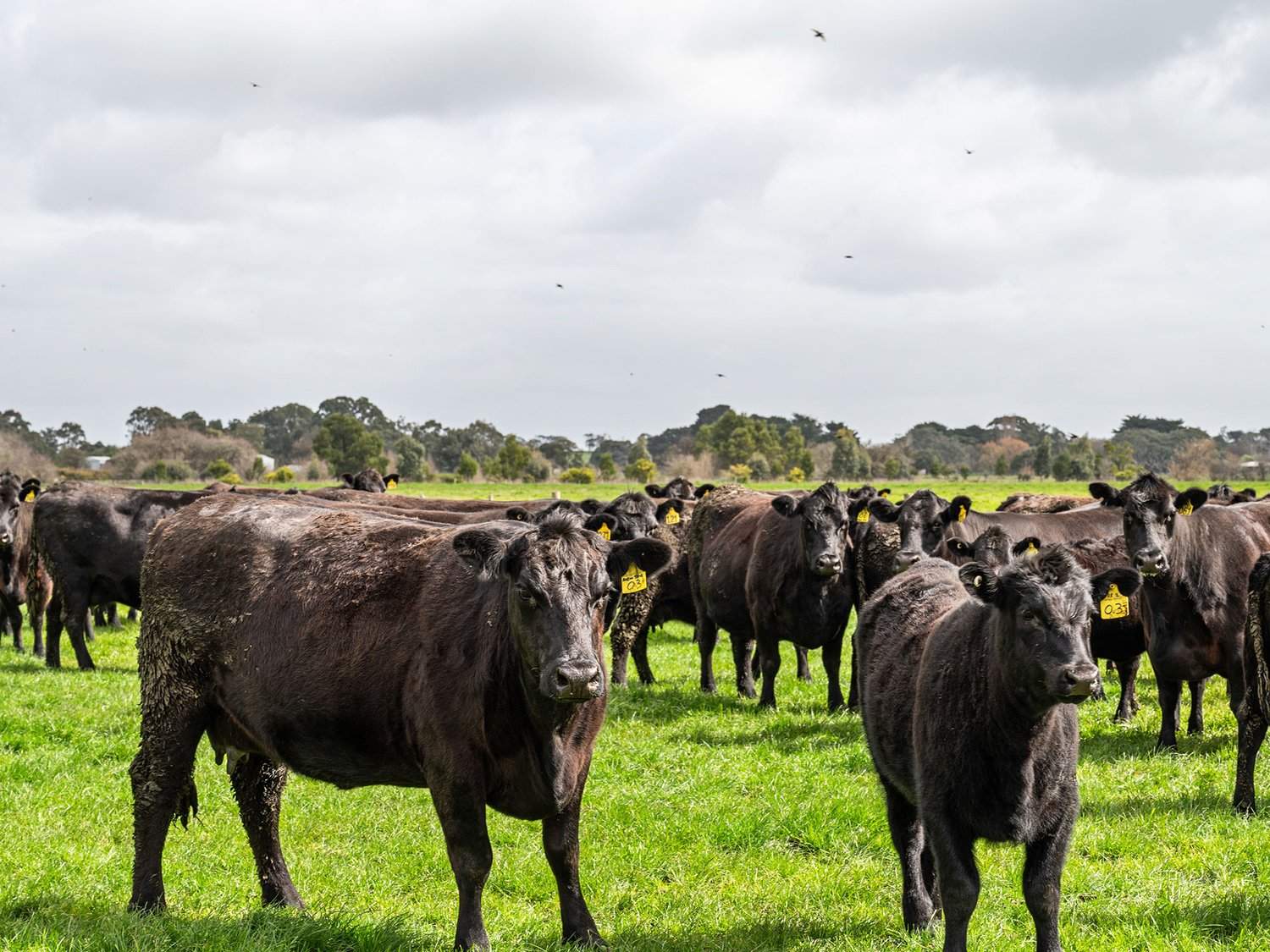 - Bond Street, Heywood Auction by Farmbuy.com - image 3