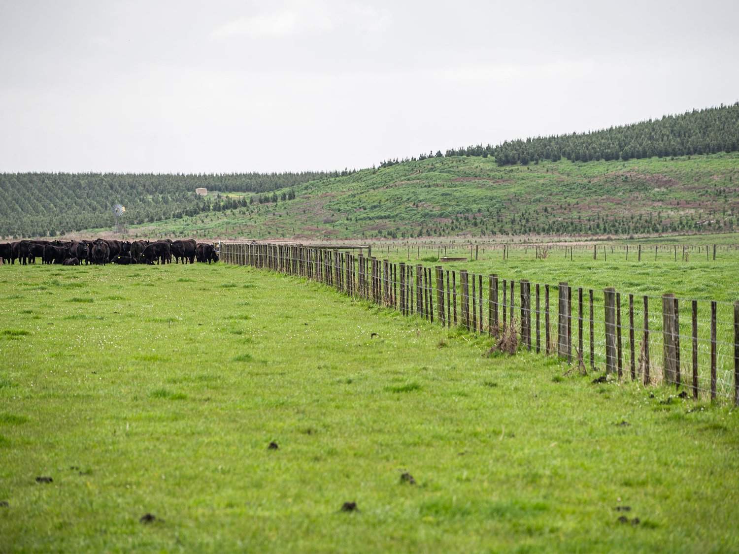 - Bond Street, Heywood Auction by Farmbuy.com - image 6