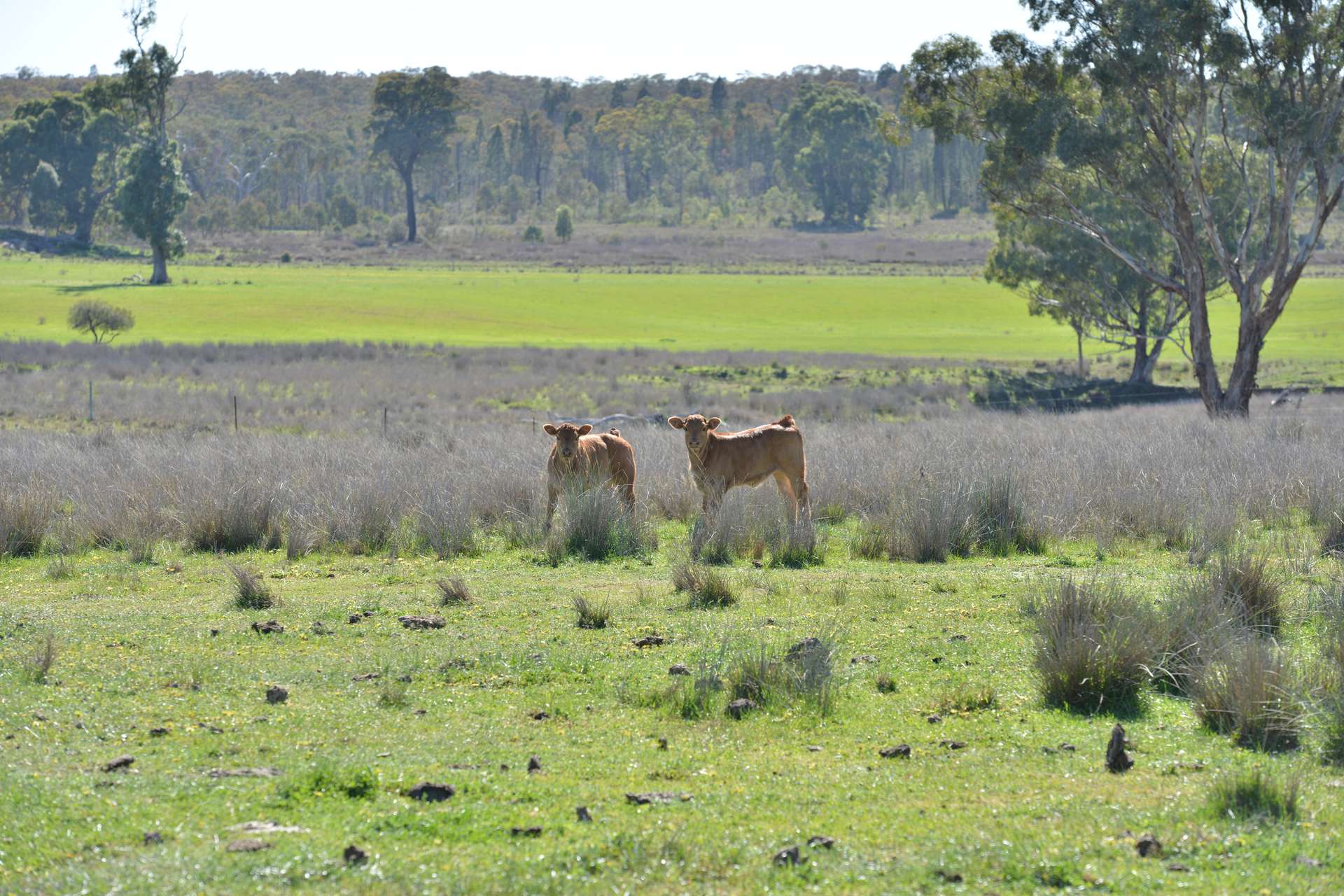 4861 Coonabarabran Road, Coonabarabran Auction by Farmbuy.com - image 31