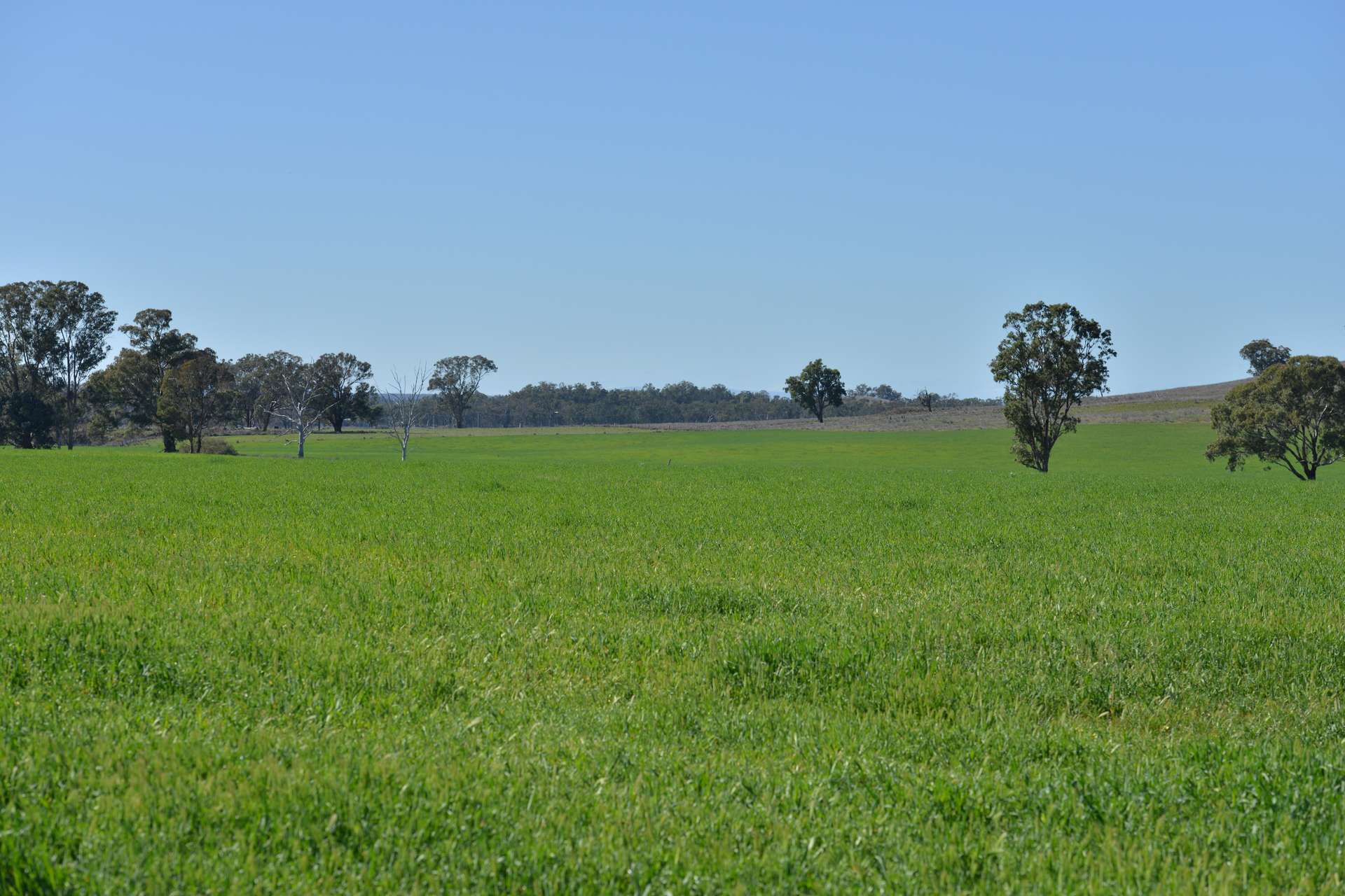 4861 Coonabarabran Road, Coonabarabran Auction by Farmbuy.com - image 8