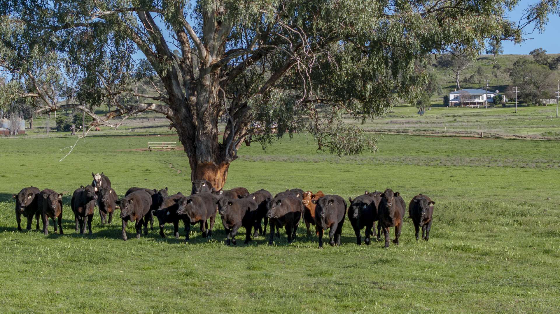 4861 Coonabarabran Road, Coonabarabran Auction by Farmbuy.com - image 5