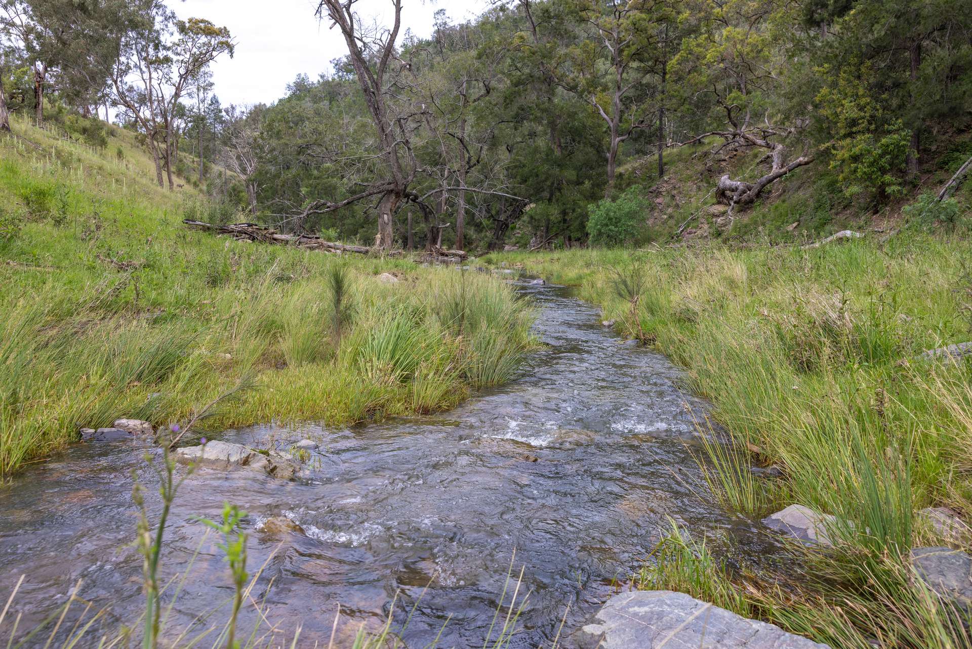 1102 Woodburn Emello Road, Barraba For Sale by Farmbuy.com - image 4