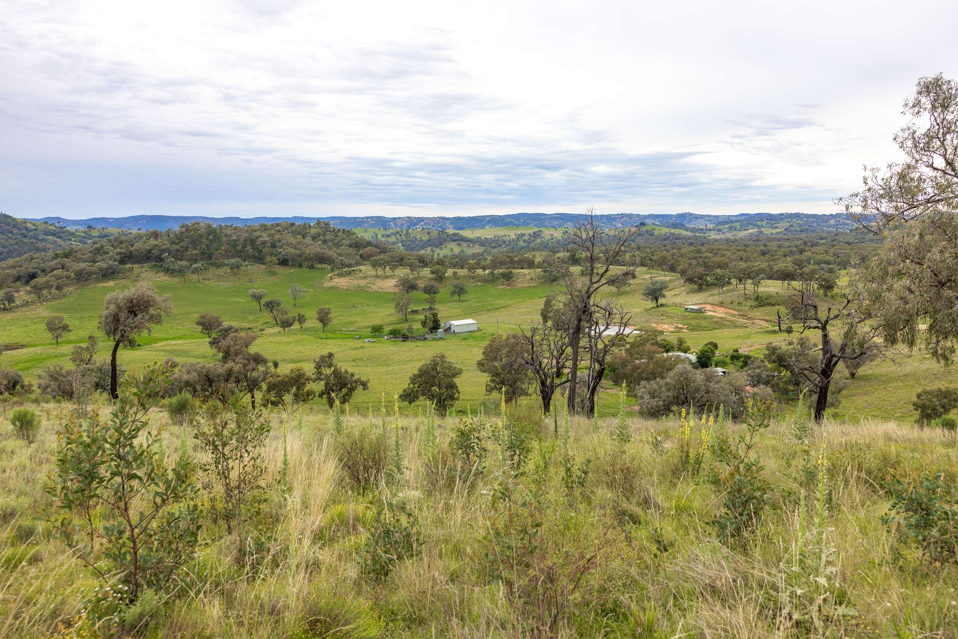 1102 Woodburn Emello Road, Barraba For Sale by Farmbuy.com - image 12
