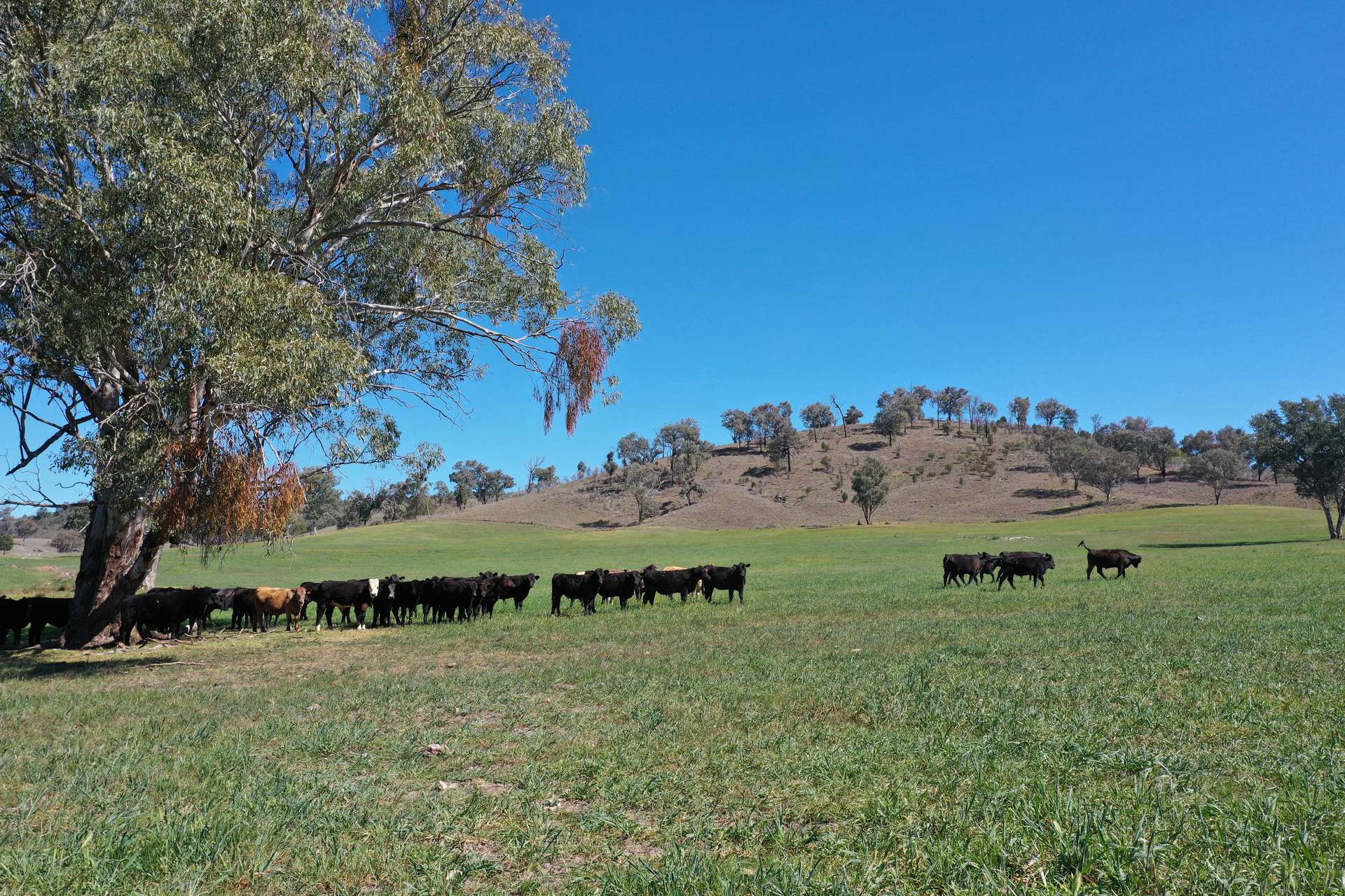 1102 Woodburn Emello Road, Barraba For Sale by Farmbuy.com - image 23