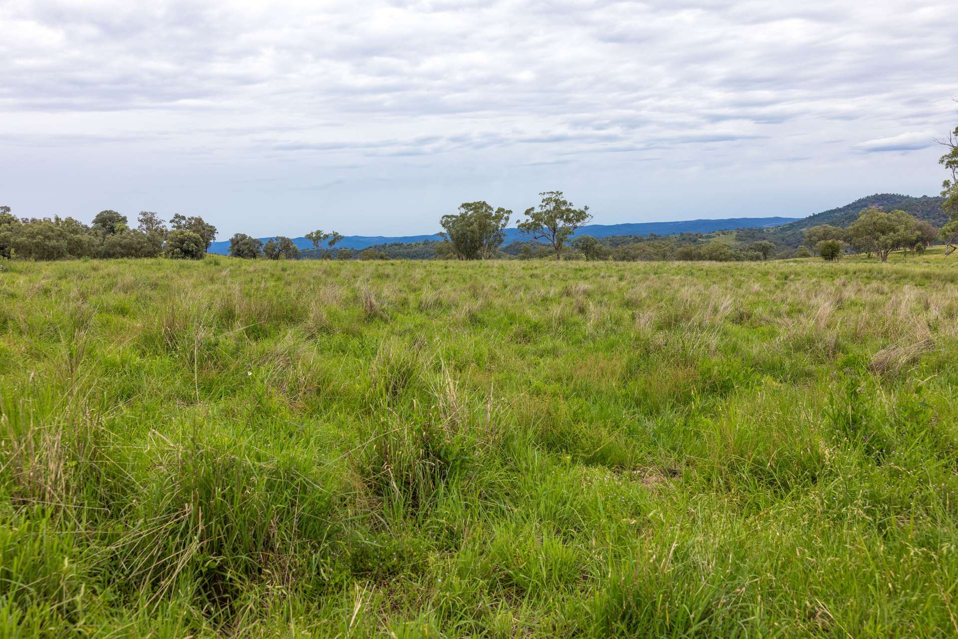 1102 Woodburn Emello Road, Barraba For Sale by Farmbuy.com - image 5