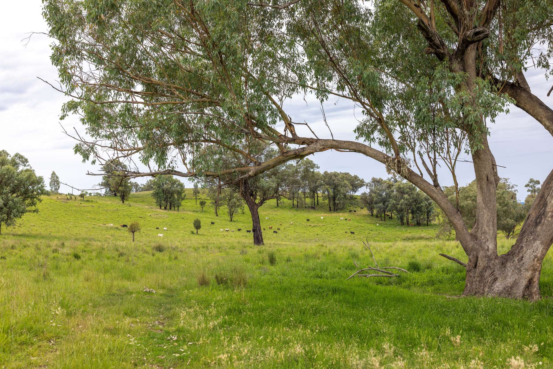 1102 Woodburn Emello Road, Barraba For Sale by Farmbuy.com - image 6