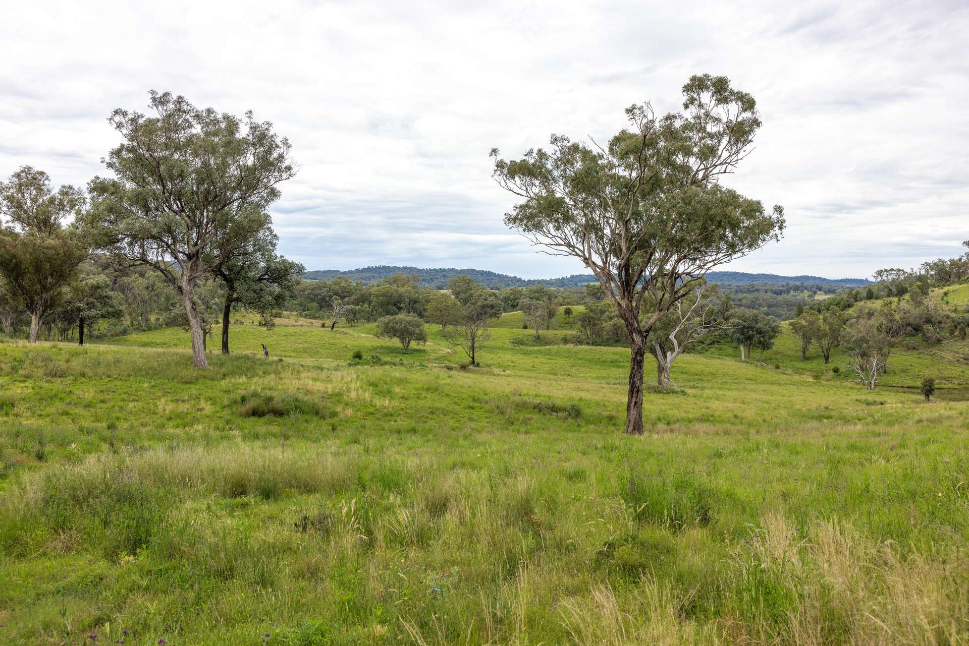 1102 Woodburn Emello Road, Barraba For Sale by Farmbuy.com - image 3