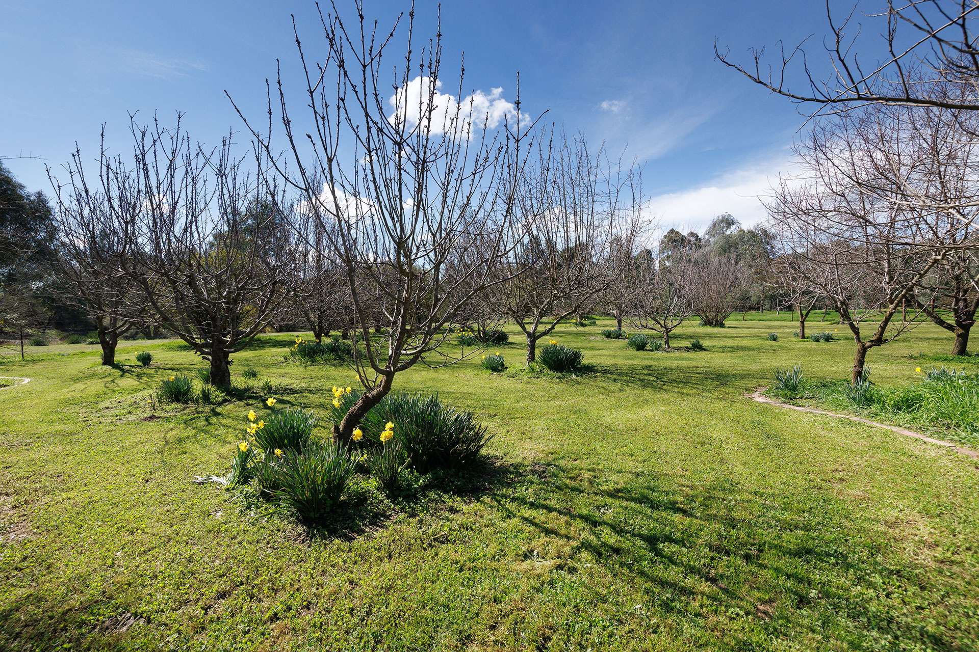 53 Malabar Road, Holbrook Auction by Farmbuy.com - image 19