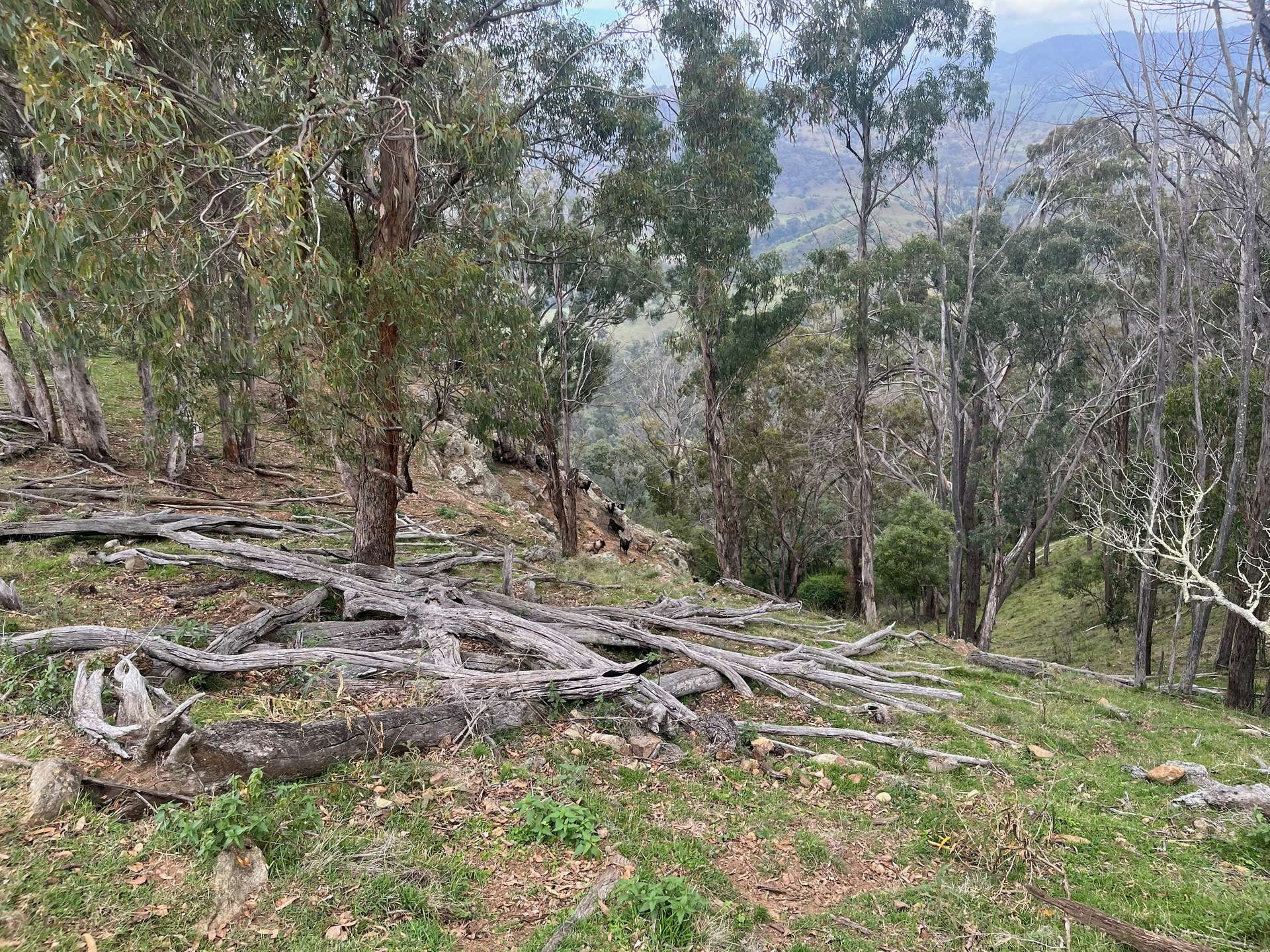 "Sunset Ridge" 840 Tomalla Road Omadale Via, Scone For Sale by Farmbuy.com - image 29