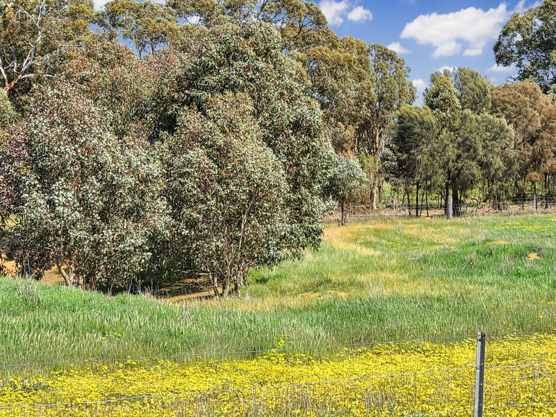 30 English Rd, Dardadine For Sale by Farmbuy.com - image 16