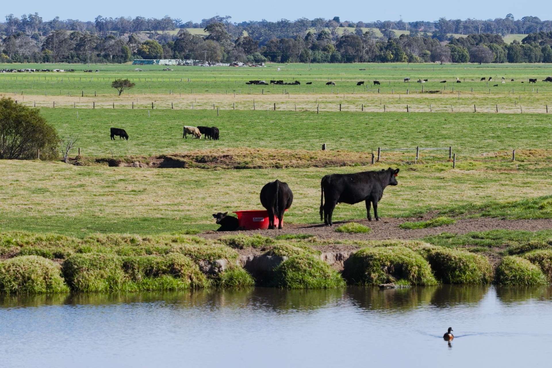 424 Princes Highway, Orbost Auction by Farmbuy.com - image 12