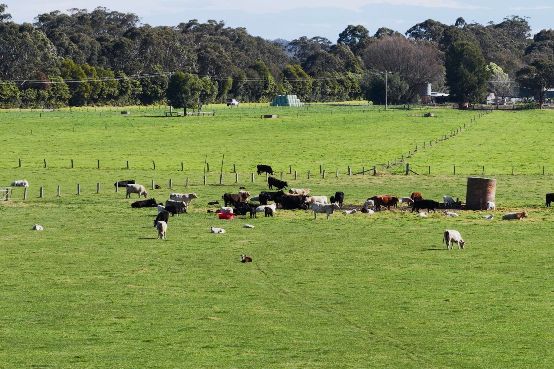 424 Princes Highway, Orbost Auction by Farmbuy.com - image 15