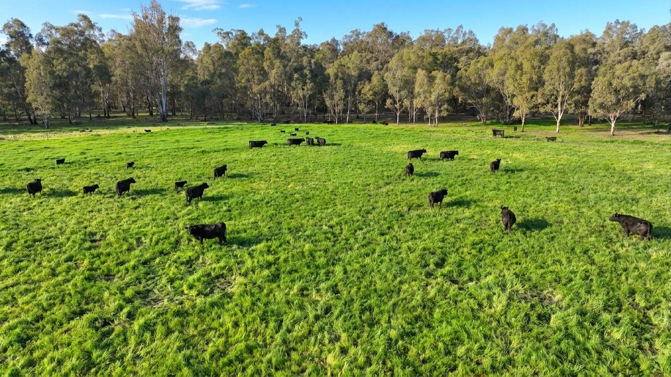 382 Sandy Bridge Road, Barham For Sale by Farmbuy.com - image 4