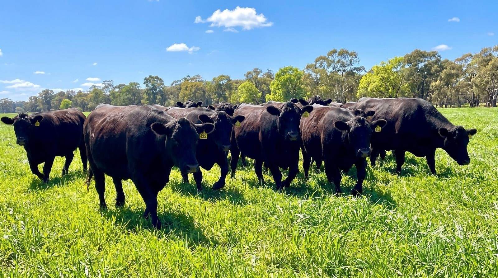382 Sandy Bridge Road, Barham For Sale by Farmbuy.com - image 6