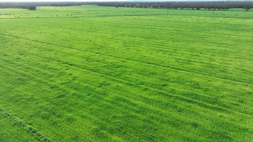 Farm For Sale - NSW - Barham - 2732 - Cobwell Station 