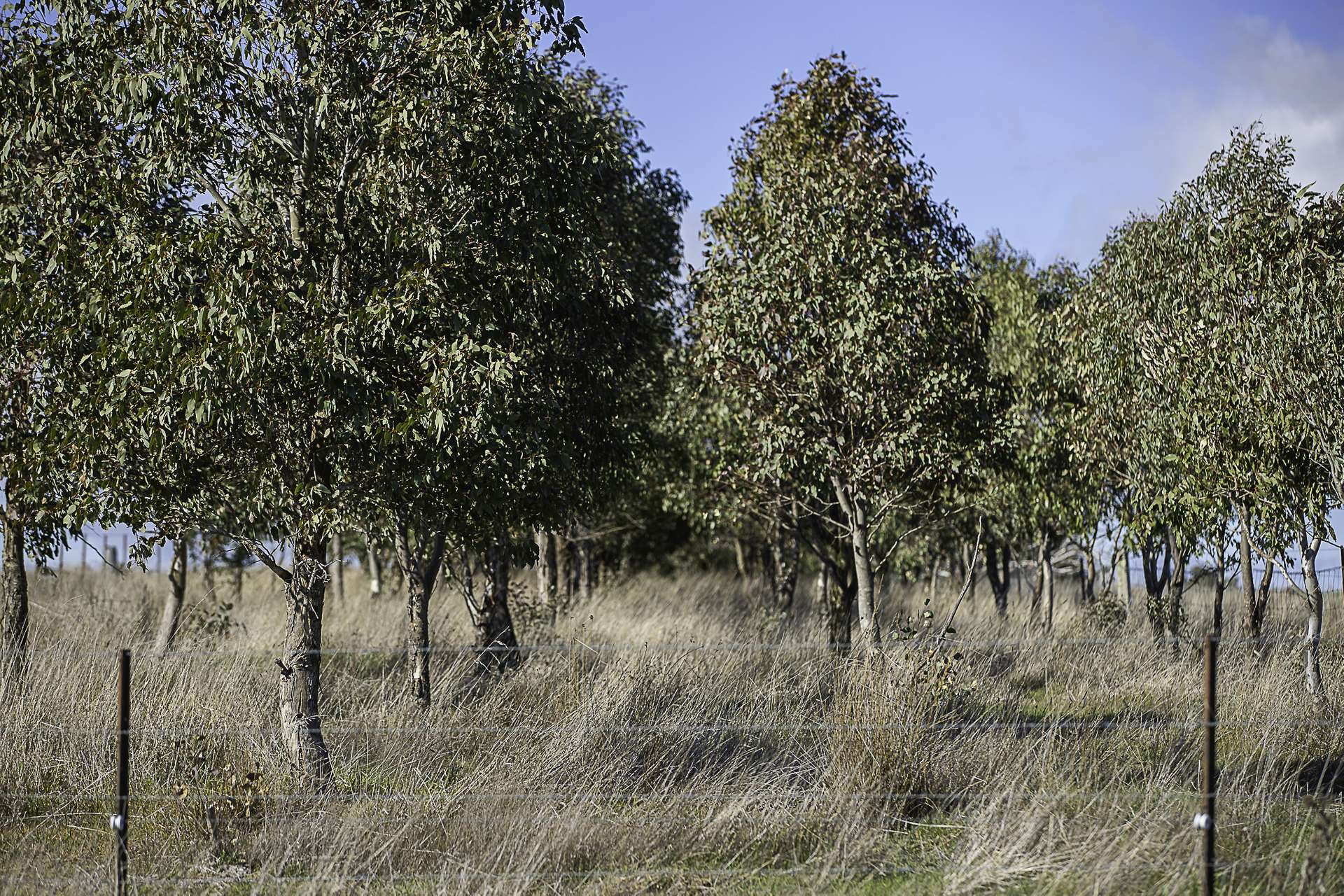 133 Bellbrook East Road, Armidale Auction by Farmbuy.com - image 20