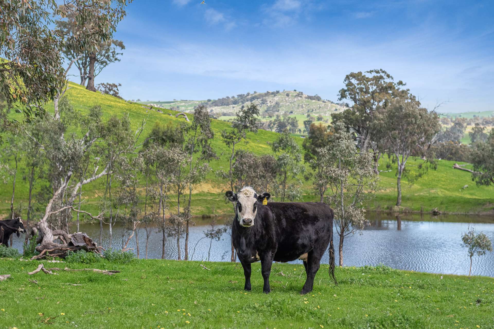 53A & 53K Northern Highway, Pyalong For Sale by Farmbuy.com - image 6