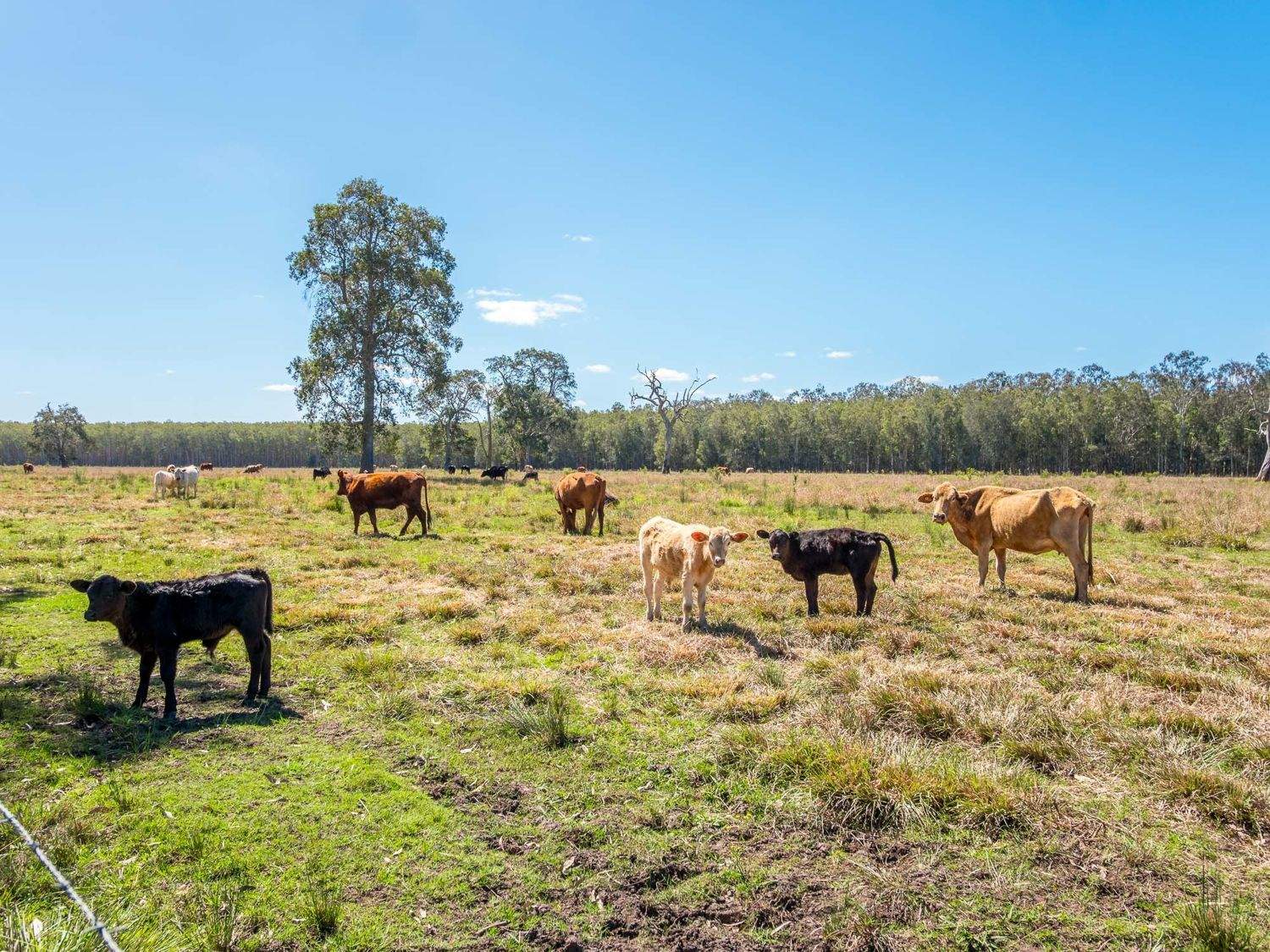 769 Lagoon Road, West Coraki For Sale by Farmbuy.com - image 18