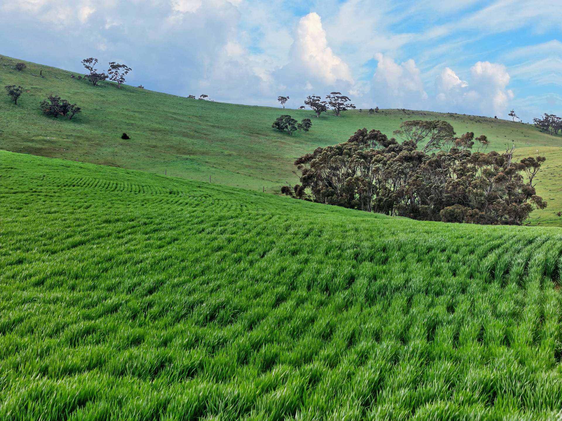 'Schumachers Range' Weichert Road, Bethel Auction by Farmbuy.com - image 4