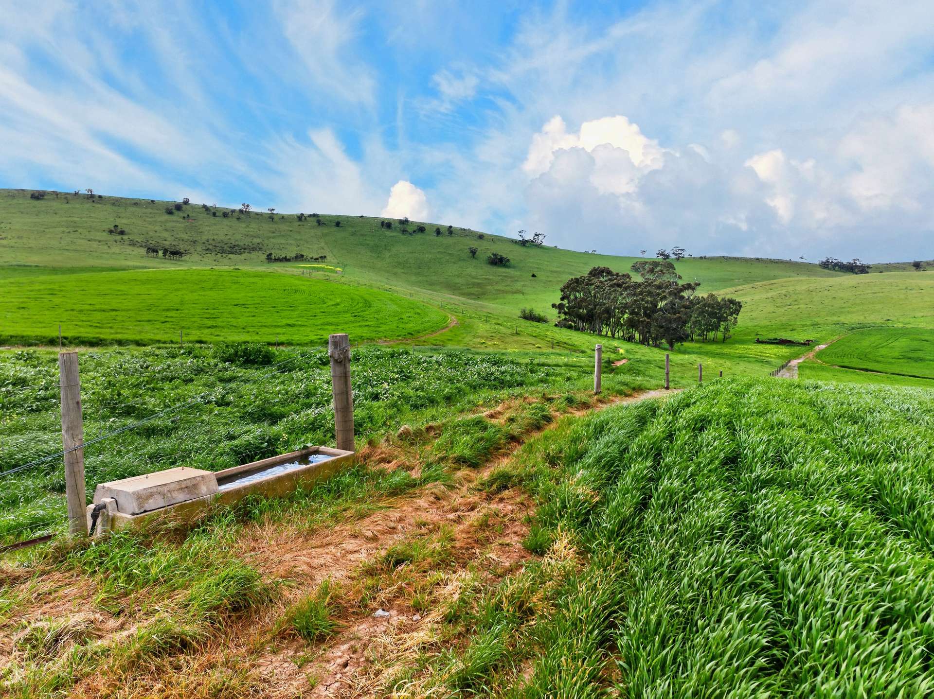 'Schumachers Range' Weichert Road, Bethel Auction by Farmbuy.com - image 11