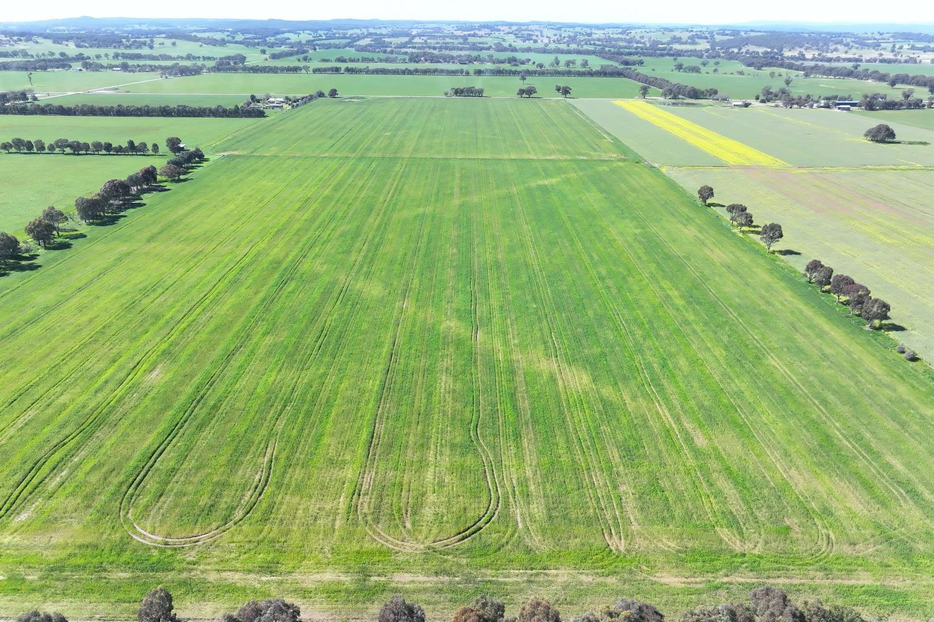 350 Boralma-Rutherglen Road, Boralma For Sale by Farmbuy.com - image 8