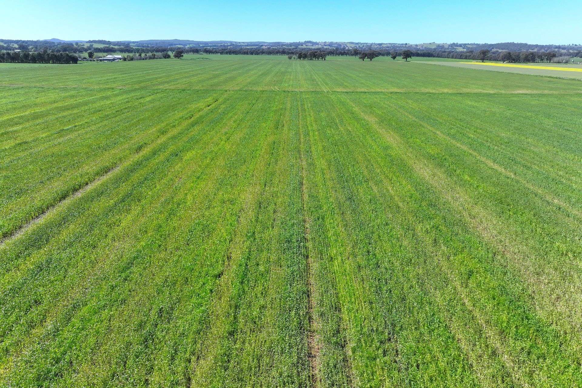 350 Boralma-Rutherglen Road, Boralma For Sale by Farmbuy.com - image 11