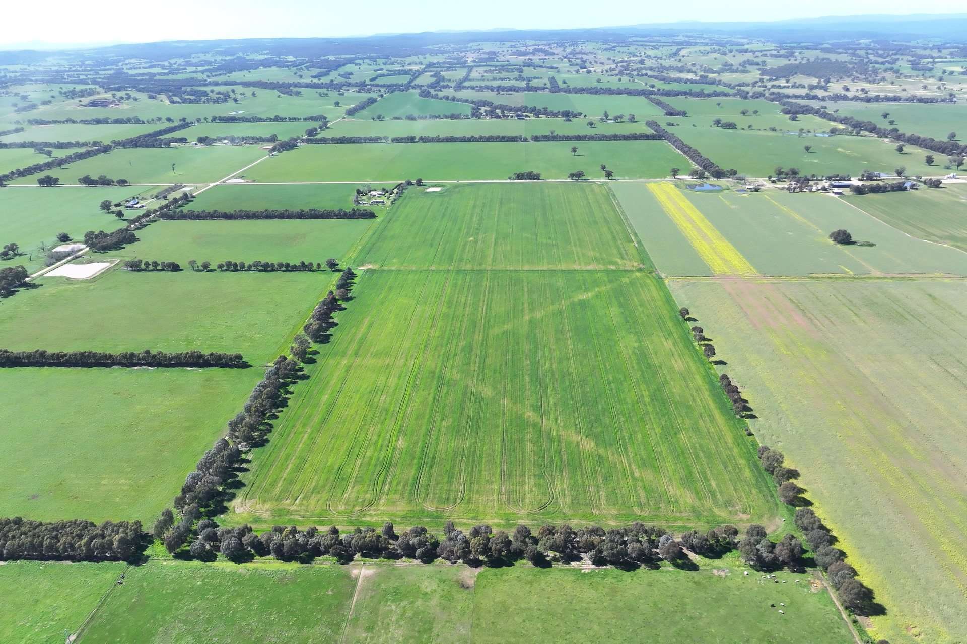 350 Boralma-Rutherglen Road, Boralma For Sale by Farmbuy.com - image 6