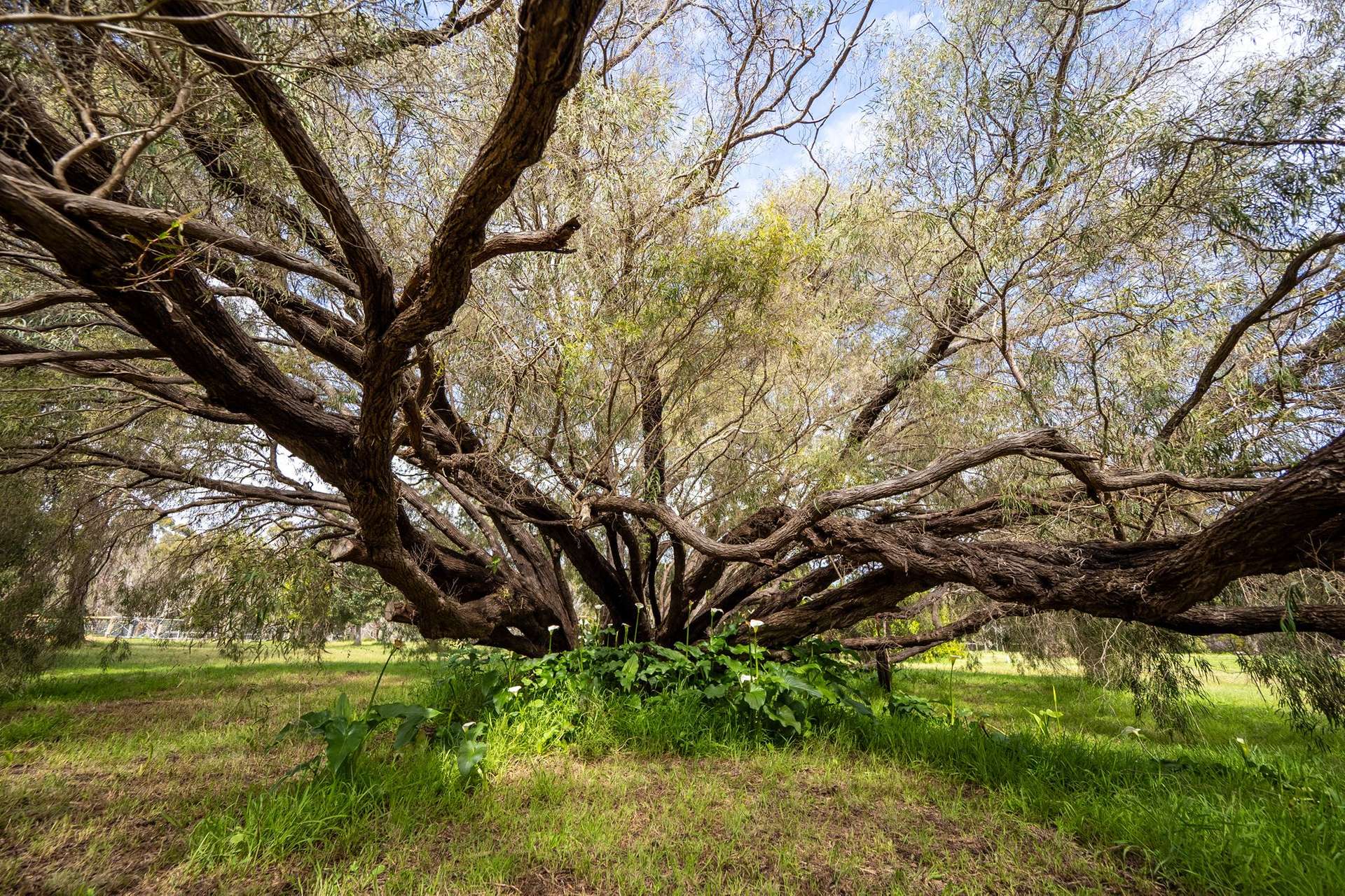 PL 231 / 31 Eucalyptus Court, Margaret River For Sale by Farmbuy.com - image 9