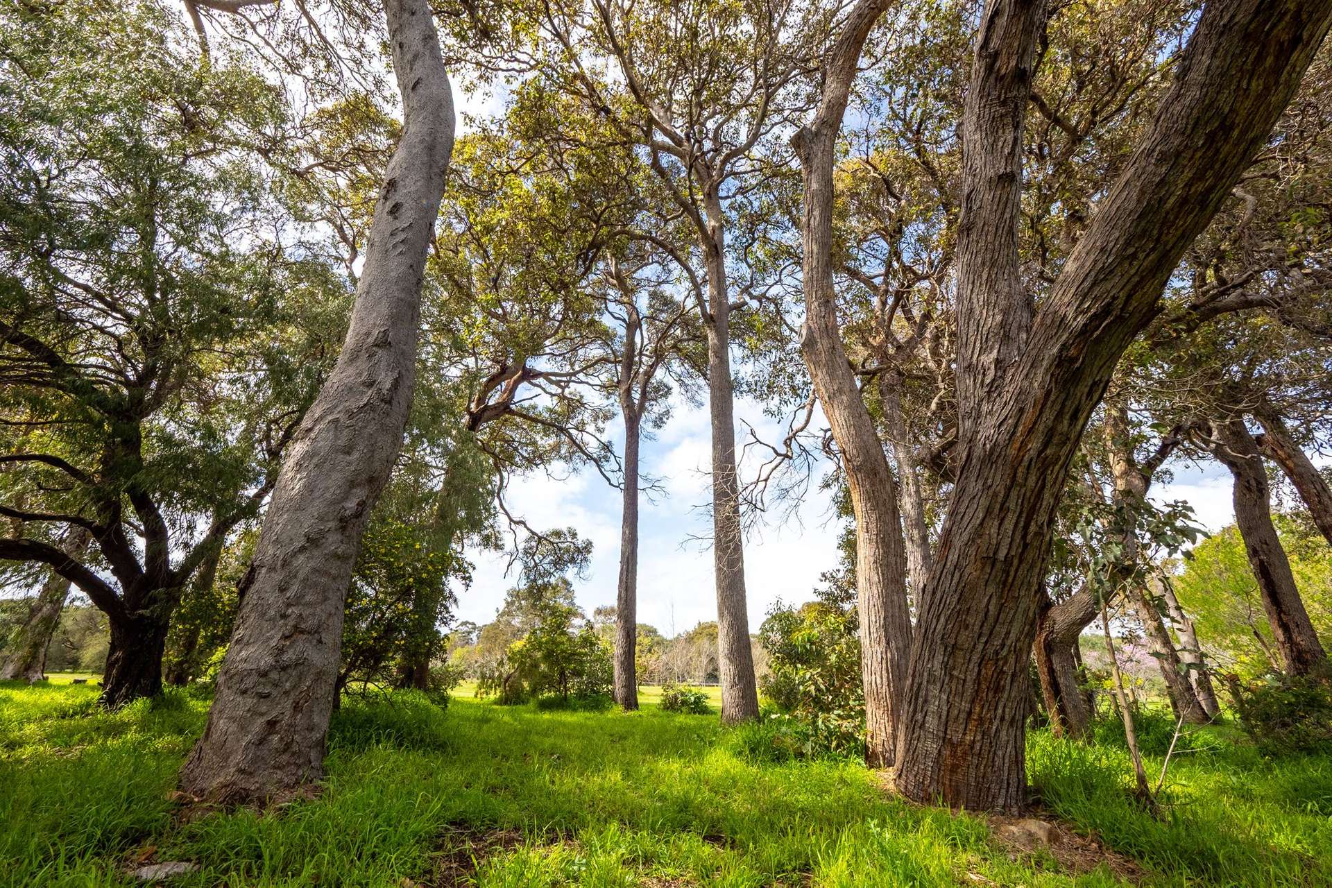 PL 231 / 31 Eucalyptus Court, Margaret River For Sale by Farmbuy.com - image 6