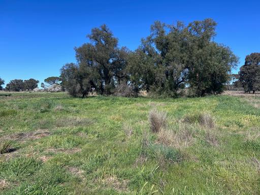 Farm For Sale - NSW - Parkes - 2870 - Lifestyle Opportunity - Tranquil 7 Acre Holding Near Parkes 