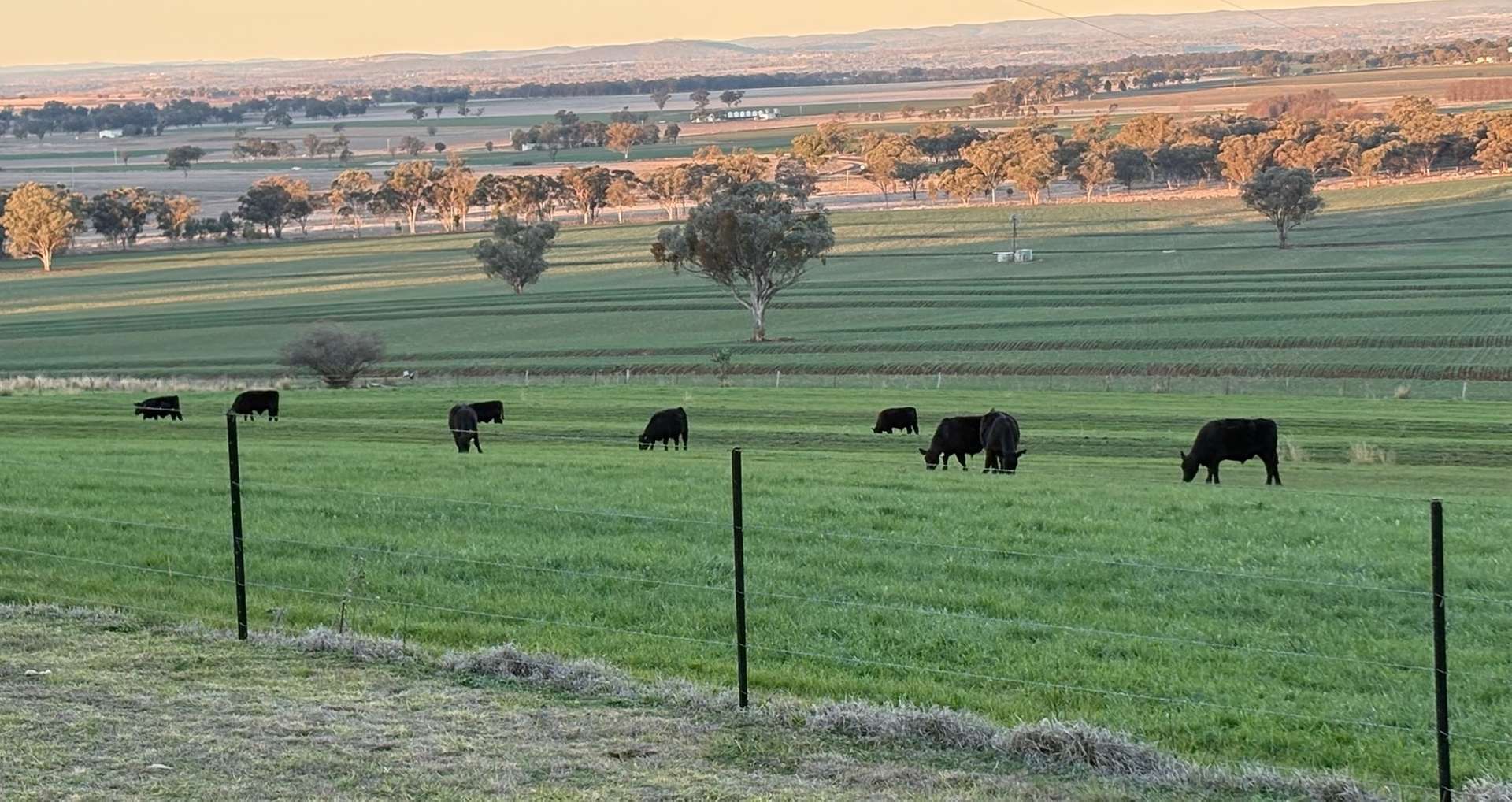 1036 Rob Roy Road, Inverell For Sale by Farmbuy.com - image 1